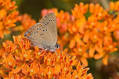 SK海力士拟投资近40亿美元 建设其首家美国芯片工厂